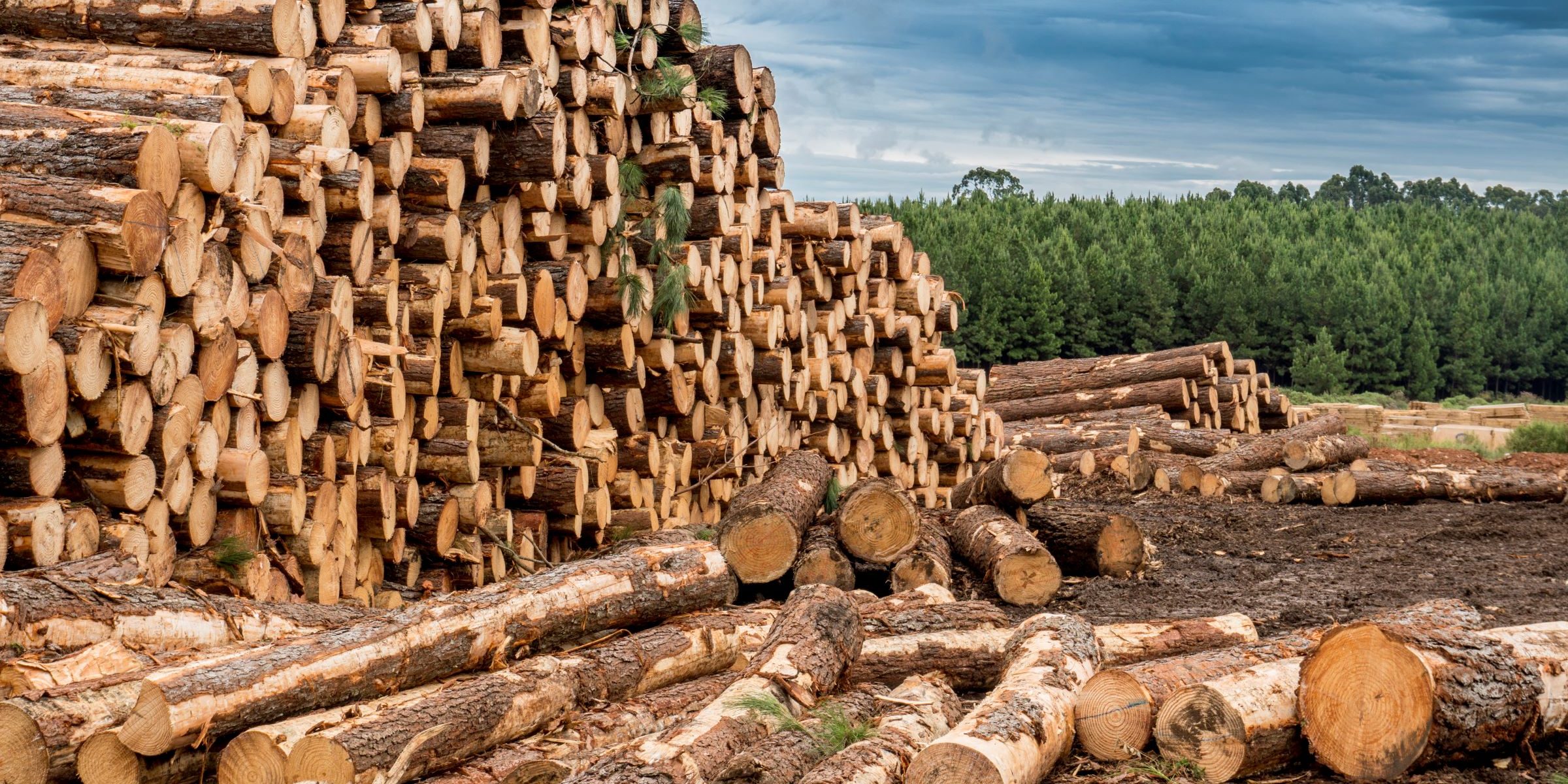 pila-troncos-madera-apilados-cielo-azul-bosque-madera-fondo-o-concepto-industria-maderera